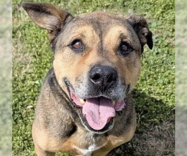 Medium Photo #2 German Shepherd Dog-Unknown Mix Puppy For Sale in Houston, TX, USA