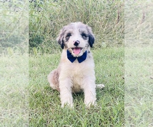 F2 Aussiedoodle Puppy for sale in KENNETT, MO, USA