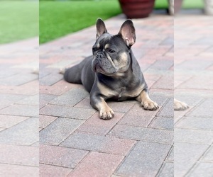 Mother of the French Bulldog puppies born on 12/11/2024