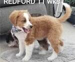 Small Photo #11 Miniature Bernedoodle-Poodle (Toy) Mix Puppy For Sale in HERRIMAN, UT, USA