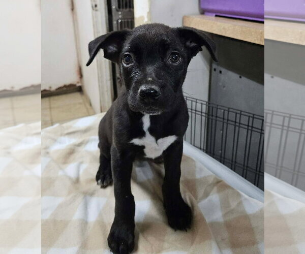 Medium Photo #1 Mutt Puppy For Sale in El Centro, CA, USA