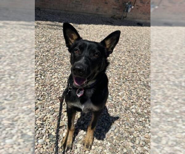 Medium Photo #1 Australian Kelpie-Unknown Mix Puppy For Sale in Fort Collins, CO, USA