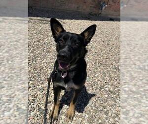Australian Kelpie-Unknown Mix Dogs for adoption in Fort Collins, CO, USA