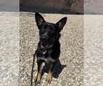 Small Australian Kelpie Mix