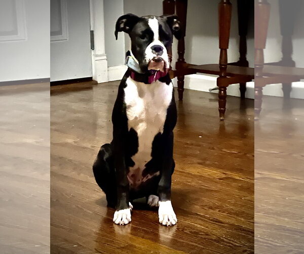 Medium Photo #2 Boxer Puppy For Sale in  Katy, TX, USA