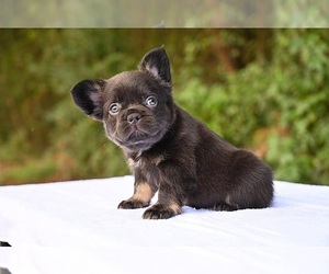 Medium French Bulldog