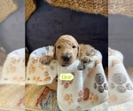 Small #4 Goldendoodle