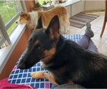Small #5 German Shepherd Dog