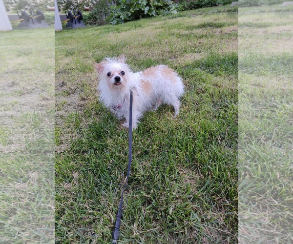 Medium Photo #2 Mutt Puppy For Sale in St. Louis Park, MN, USA