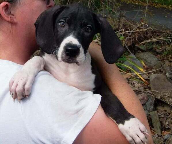 Medium Photo #24 Great Dane Puppy For Sale in SPRAGGS, PA, USA
