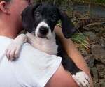 Puppy CKC Maribelle Great Dane
