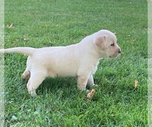 Labrador Retriever Puppy for Sale in DOWNING, Wisconsin USA