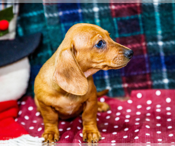 Medium Photo #4 Dachshund Puppy For Sale in WAKARUSA, IN, USA