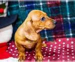 Small #3 Dachshund