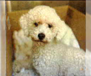 Poodle (Miniature) Dogs for adoption in Pacifica, CA, USA