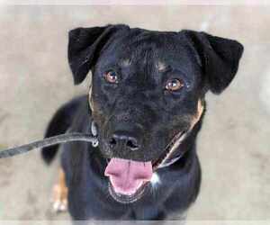Rottweiler-Unknown Mix Dogs for adoption in Anniston, AL, USA
