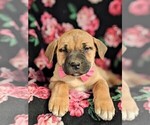 Small Photo #6 Boerboel Puppy For Sale in NOTTINGHAM, PA, USA