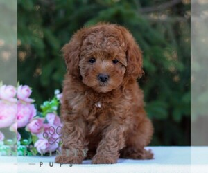 Poodle (Toy) Puppy for sale in EAST EARL, PA, USA