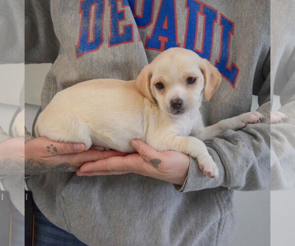 Medium Photo #2 Chiweenie Puppy For Sale in Huntley, IL, USA