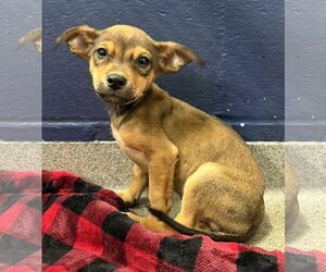 Mutt Dogs for adoption in Sterling, MA, USA