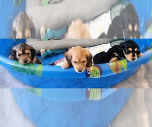 Dachshund Litter for sale in BILLINGS, MT, USA