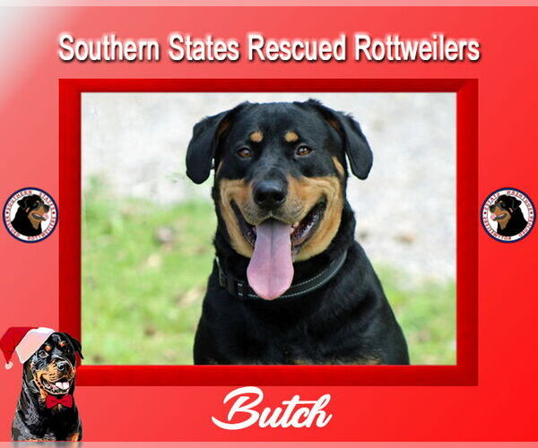 Medium Photo #2 Rottweiler-Unknown Mix Puppy For Sale in White Hall, AR, USA