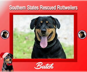 Butch - Male Rottweiler-Unknown Mix Dog for Adoption - Photo #2