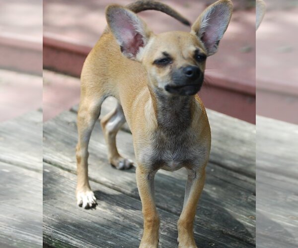 Medium Photo #8 Chihuahua-Unknown Mix Puppy For Sale in Spring, TX, USA