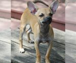 Small Photo #8 Chihuahua-Unknown Mix Puppy For Sale in Spring, TX, USA
