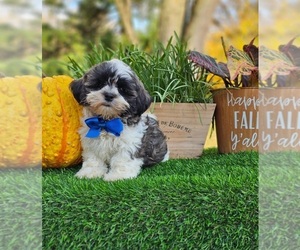 ShihPoo Puppy for sale in INDIANAPOLIS, IN, USA