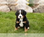Small Photo #4 Bernese Mountain Dog Puppy For Sale in MILLERSBURG, IN, USA