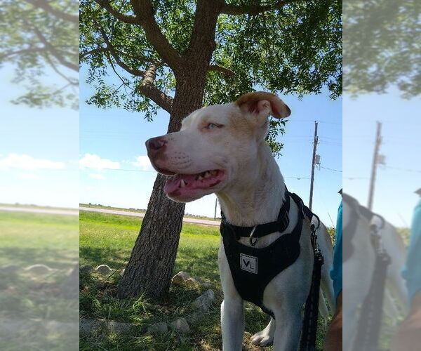 Medium Photo #2 Labrador Retriever-Unknown Mix Puppy For Sale in Amarillo, TX, USA