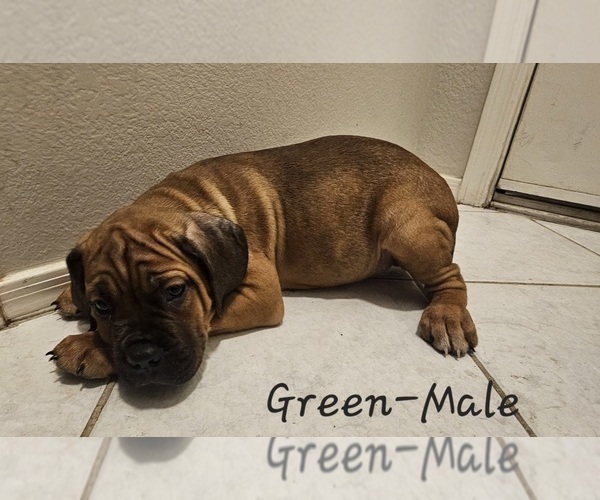 Medium Photo #1 Cane Corso Puppy For Sale in PEORIA, AZ, USA