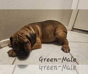 Cane Corso Puppy for sale in PEORIA, AZ, USA