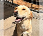 Small #3 Labrador Retriever