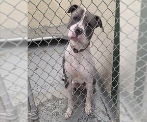 Mutt Dogs for adoption in Anchorage, AK, USA