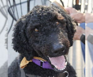 Poodle (Standard) Dogs for adoption in Fargo, ND, USA