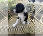 Small #2 Pyrenees Border Collie
