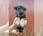Small Photo #3 German Shepherd Dog Puppy For Sale in FAIR GROVE, MO, USA