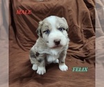 Small Photo #3 Australian Shepherd Puppy For Sale in BRIDGEWATER, VA, USA