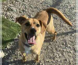Mutt Dogs for adoption in Evansville, IN, USA