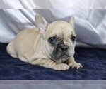 Small Photo #2 French Bulldog Puppy For Sale in CORAL SPRINGS, FL, USA