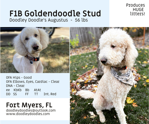 Medium Photo #1 Goldendoodle Puppy For Sale in ALVA, FL, USA