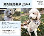 Small Photo #1 Goldendoodle Puppy For Sale in ALVA, FL, USA