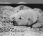 Small Photo #6 Labradoodle Puppy For Sale in MEDFORD, OR, USA