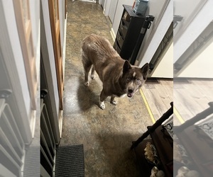 Siberian Husky Puppy for sale in WINCHESTER, TN, USA