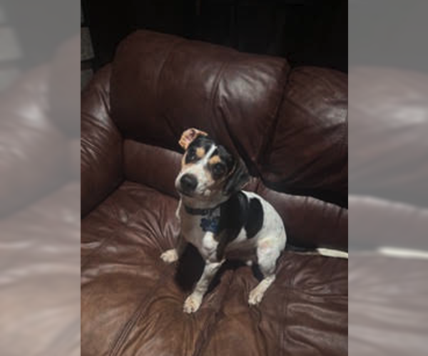 Medium Photo #5 Beagle-Unknown Mix Puppy For Sale in Plainfield, IL, USA