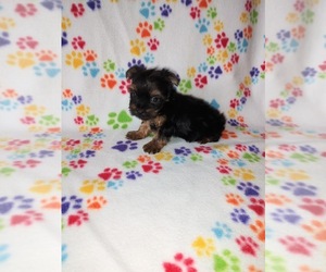 Yorkshire Terrier Puppy for sale in LAPEER, MI, USA