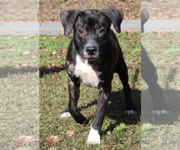 Medium Photo #1 Mountain Cur-Unknown Mix Puppy For Sale in Prattville, AL, USA
