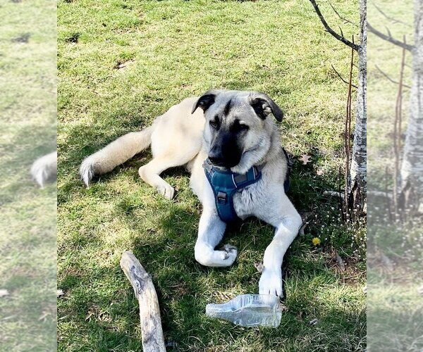 Medium Photo #2 Anatolian Shepherd-Great Pyrenees Mix Puppy For Sale in Candler, NC, USA